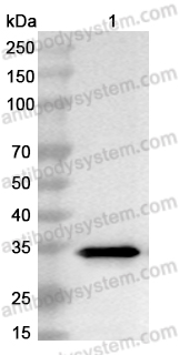 Anti-Staphylococcus aureus Alpha-toxin/hly Polyclonal Antibody